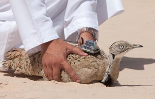 International Fund for Houbara Conservation (Sweihan)