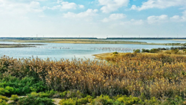 Al Wathba Wetland Reserve