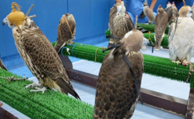 Abu Dhabi Falcon Hospital